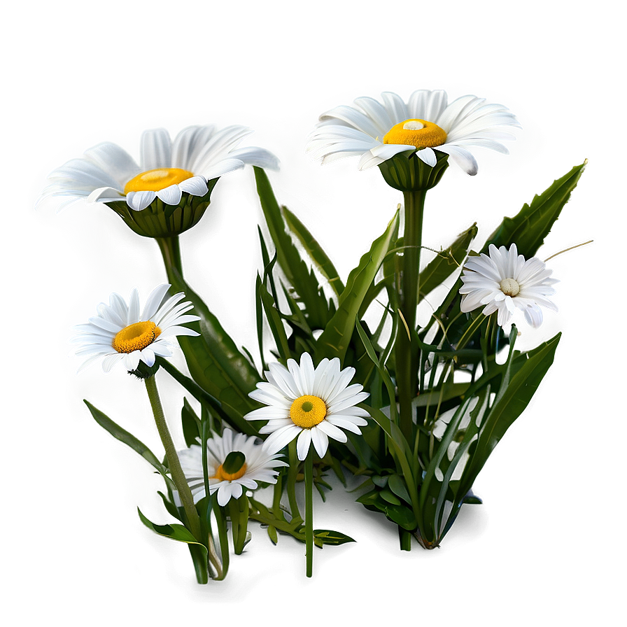 Spring Daisy Png 73