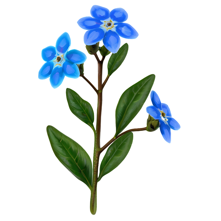 Spring Forget-me-not Png 2