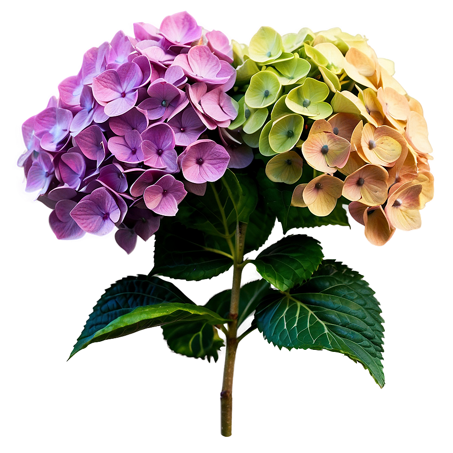 Spring Hydrangea Png Hqd62