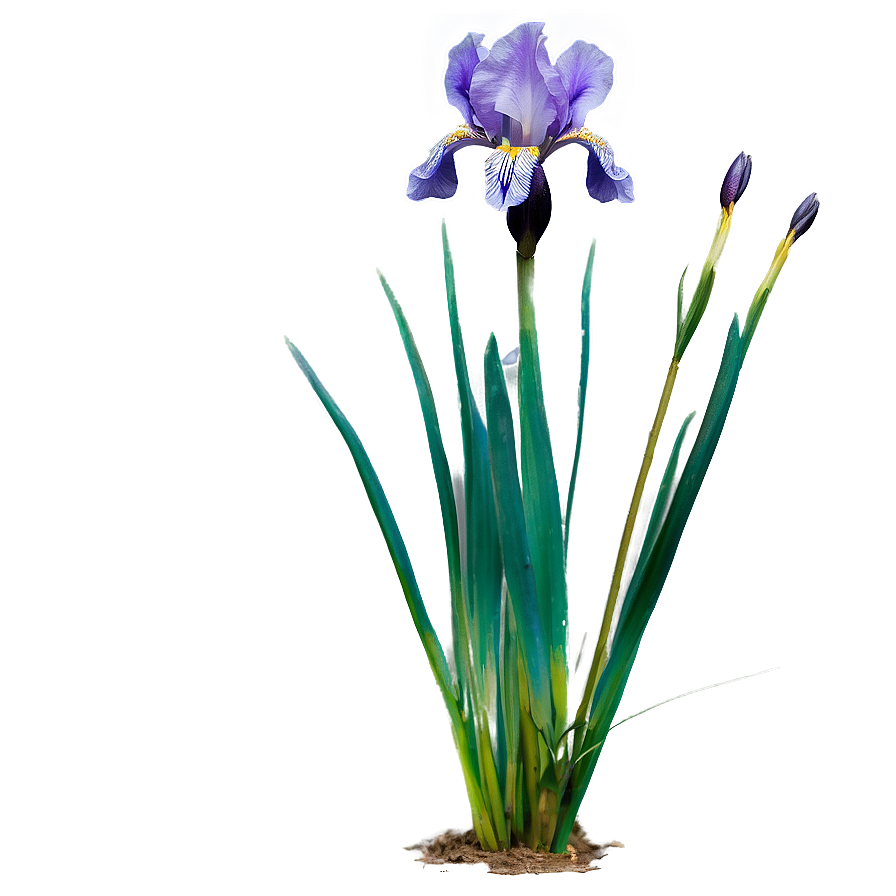 Spring Iris Garden Png 76