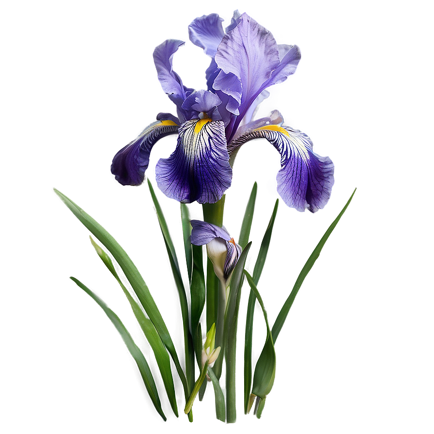 Spring Iris Garden Png Ata52