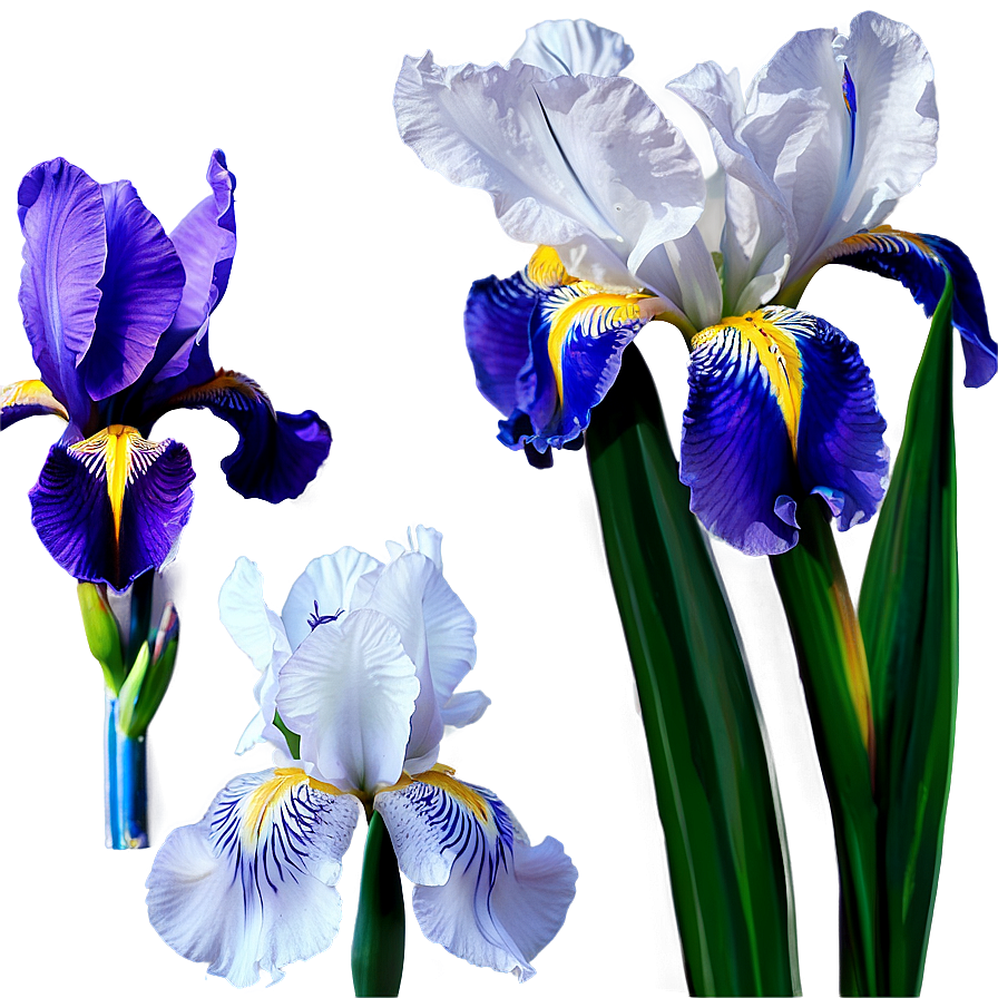 Spring Iris Garden Png Cgp71