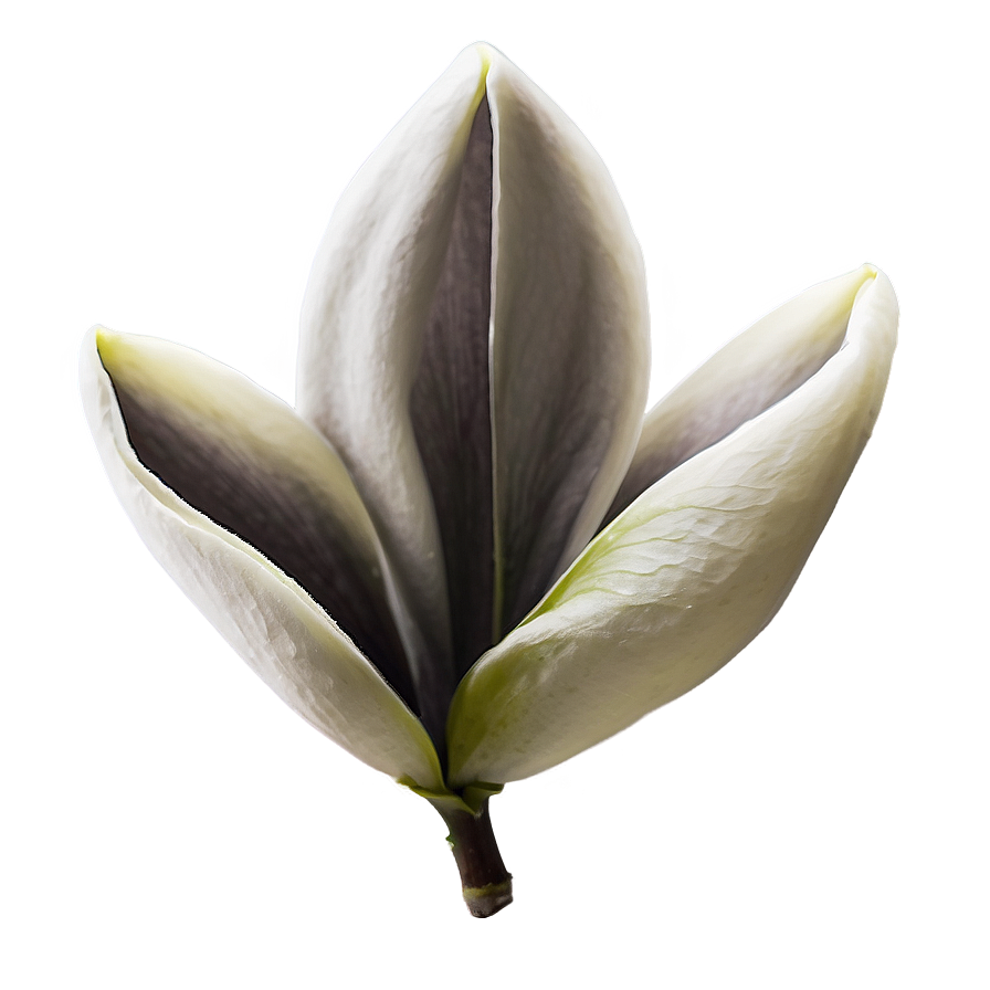 Spring Magnolia Petals Png Xuh38