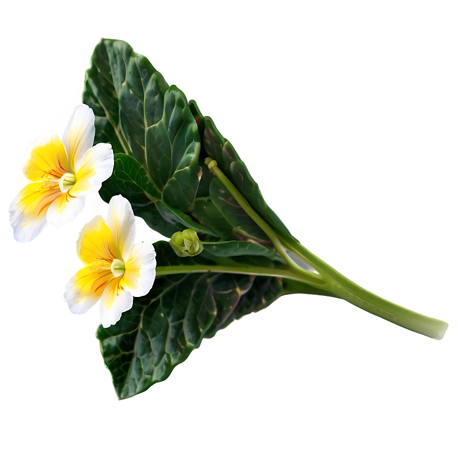 Spring Primrose Flower Png Uip31