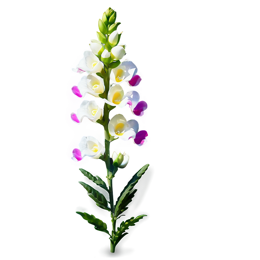 Spring Snapdragon Png Eea