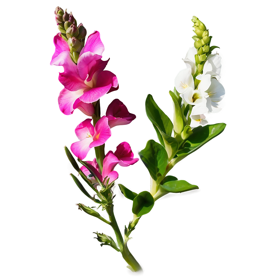 Spring Snapdragon Png Wrh