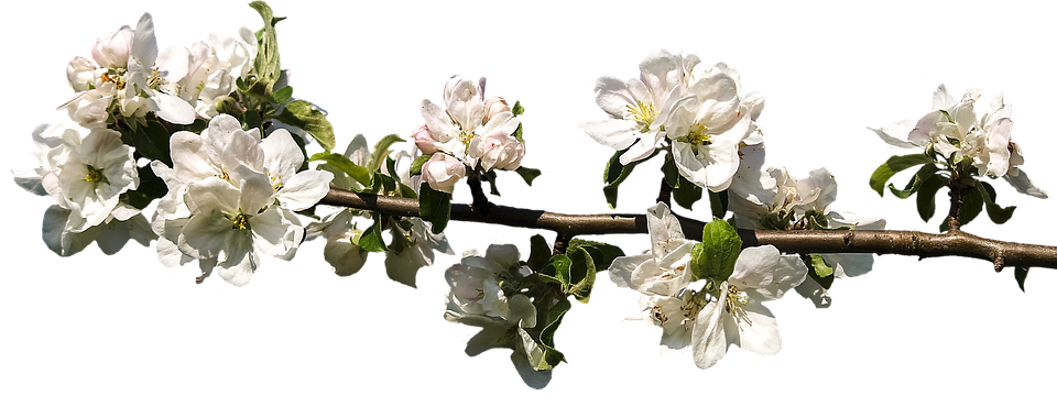 Springtime Apple Blossom Branch.png