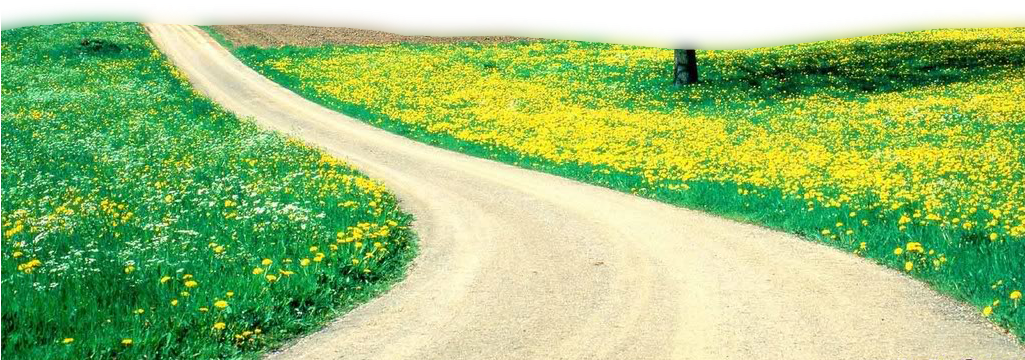 Springtime Country Road Floral Bloom