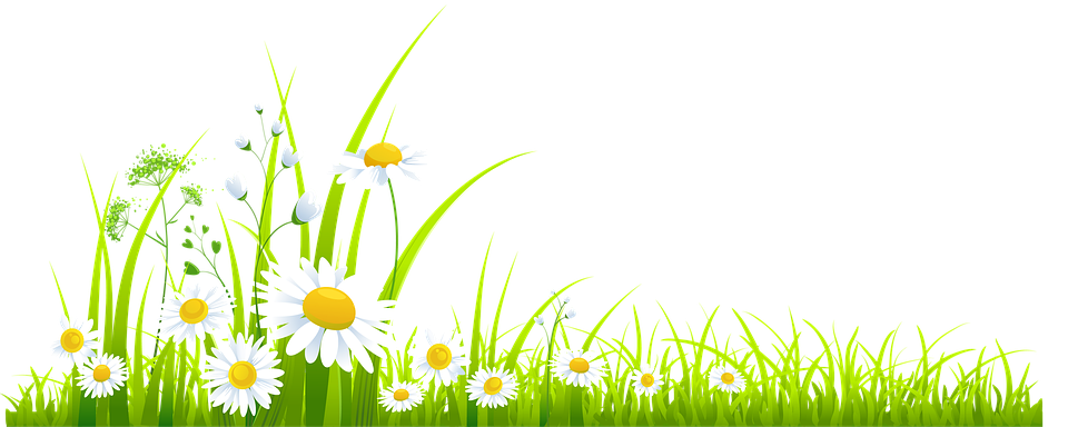 Springtime Daisy Meadow Vector