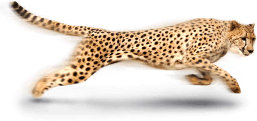 Sprinting Cheetahin Action.png