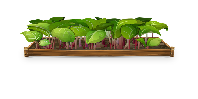 Sprouting Plantsin Wooden Planter