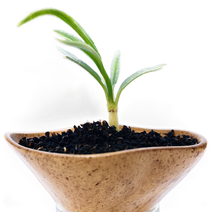 Sprouting Wheat Seedlings Png Viw18