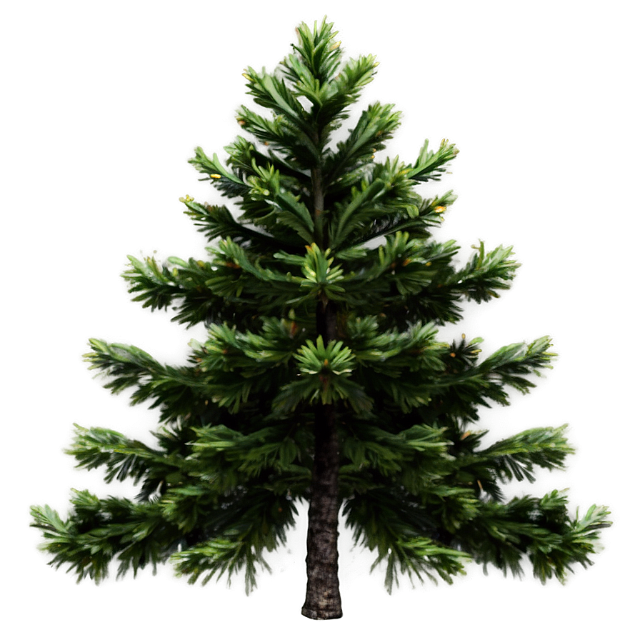 Spruce Tree In Alpine Environment Png Rki21