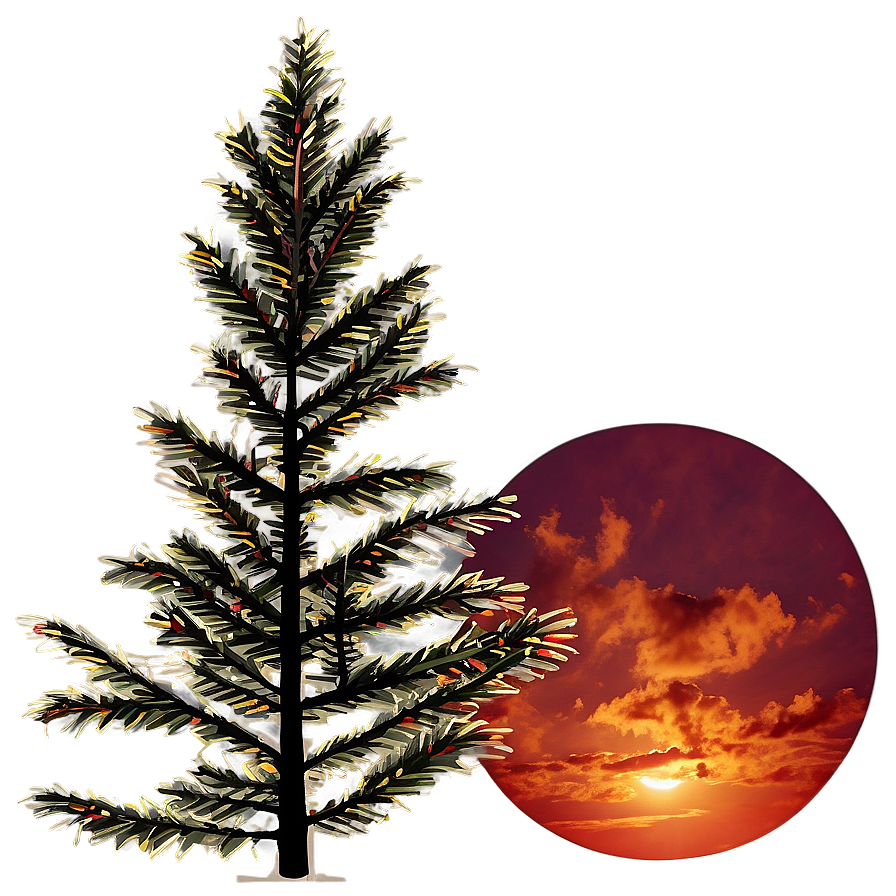 Spruce Tree In Fiery Sunset Png 06132024