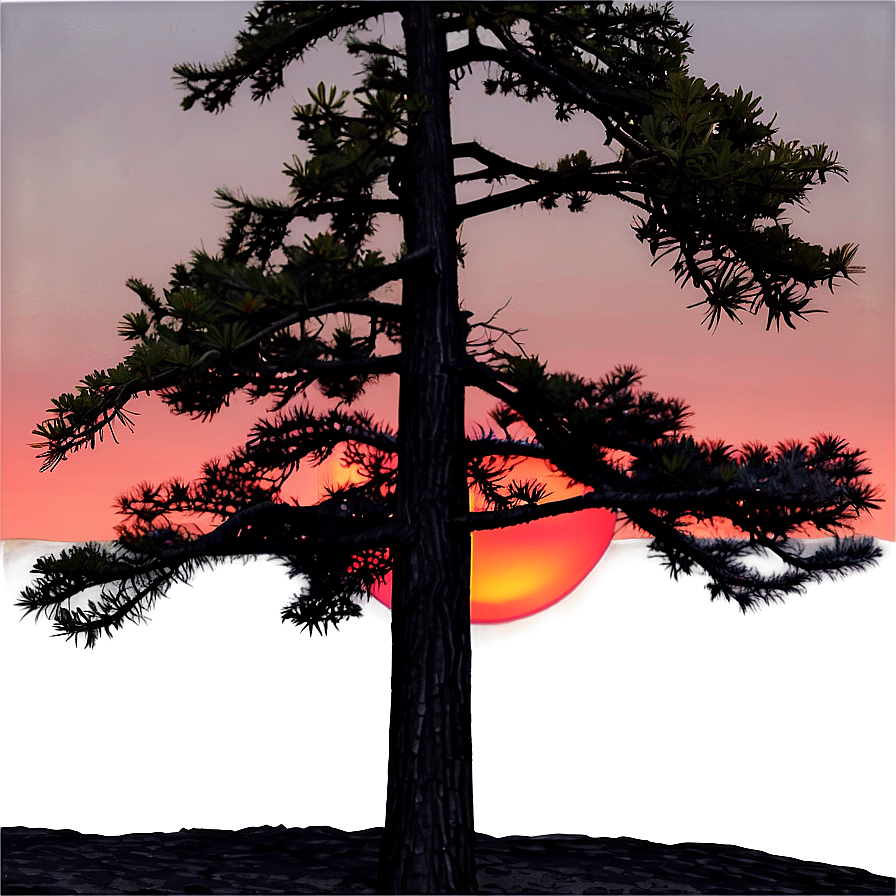 Spruce Tree In Fiery Sunset Png Njh