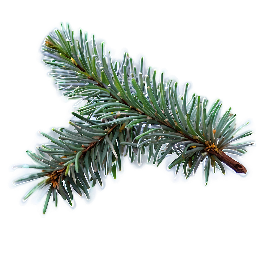 Spruce Tree In Foggy Weather Png Lfb