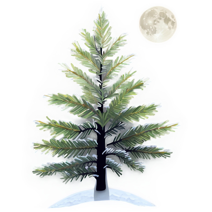 Spruce Tree In Full Moon Light Png 53