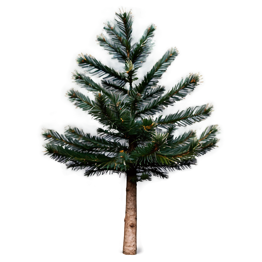 Spruce Tree In Mountainous Terrain Png Way