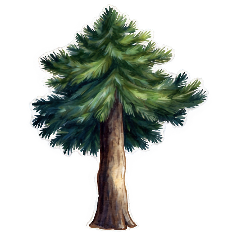 Spruce Tree Watercolor Art Png 06132024