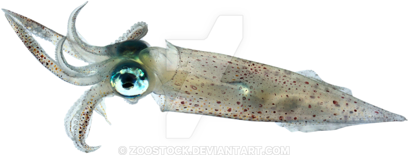 Squid Swimming Transparent Background