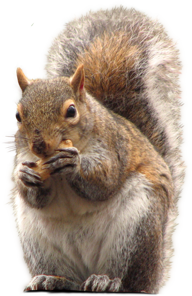 Squirrel_ Eating_ Nut.png