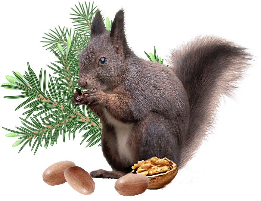 Squirrel_ Eating_ Nuts_ Transparent_ Background.png