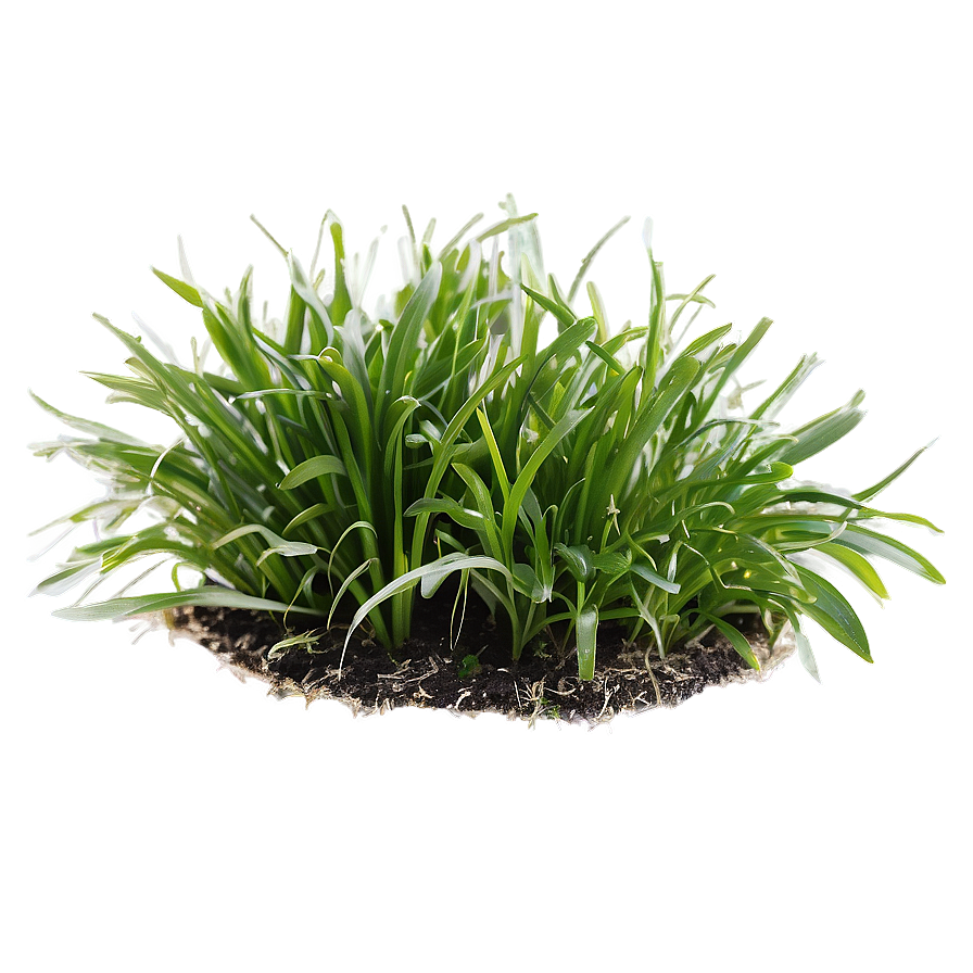 St. Augustine Grass Png 04292024