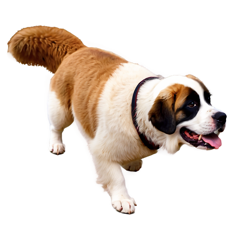 St Bernard Dog Png Btv