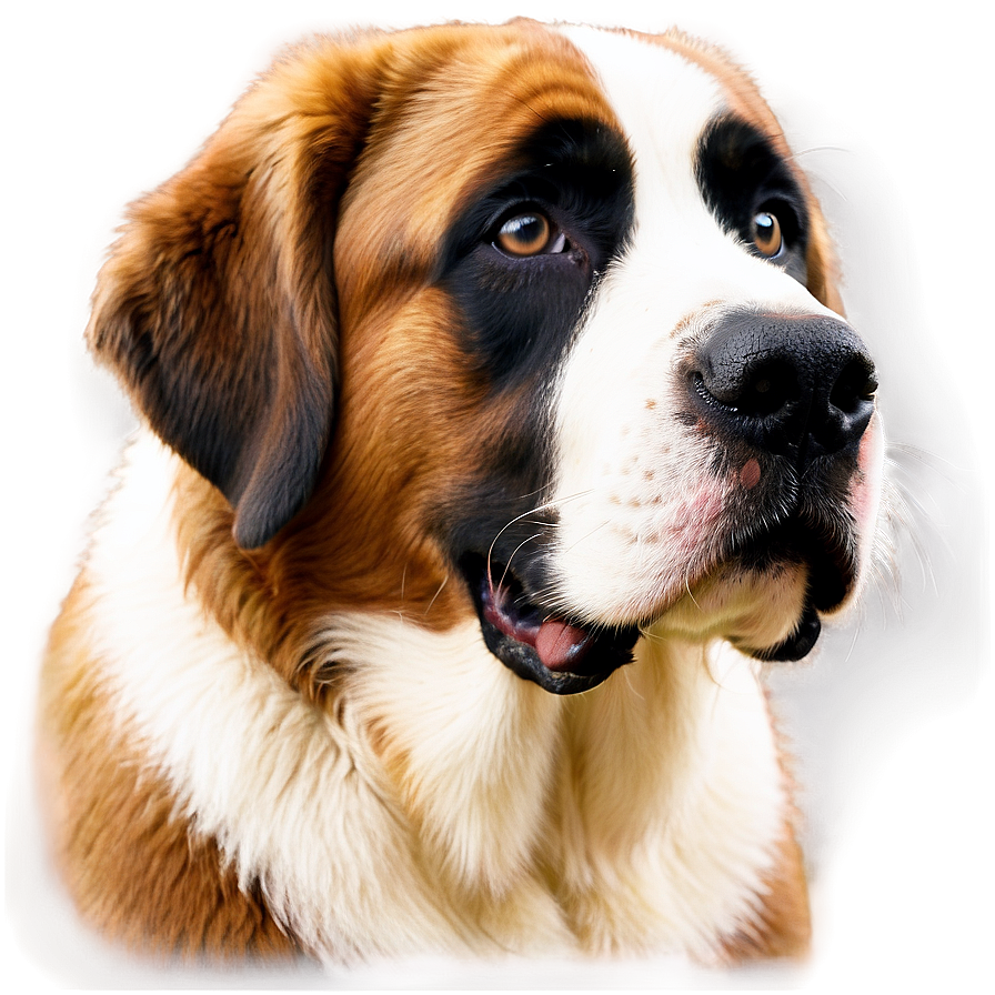 St Bernard Gentle Eyes Png 66