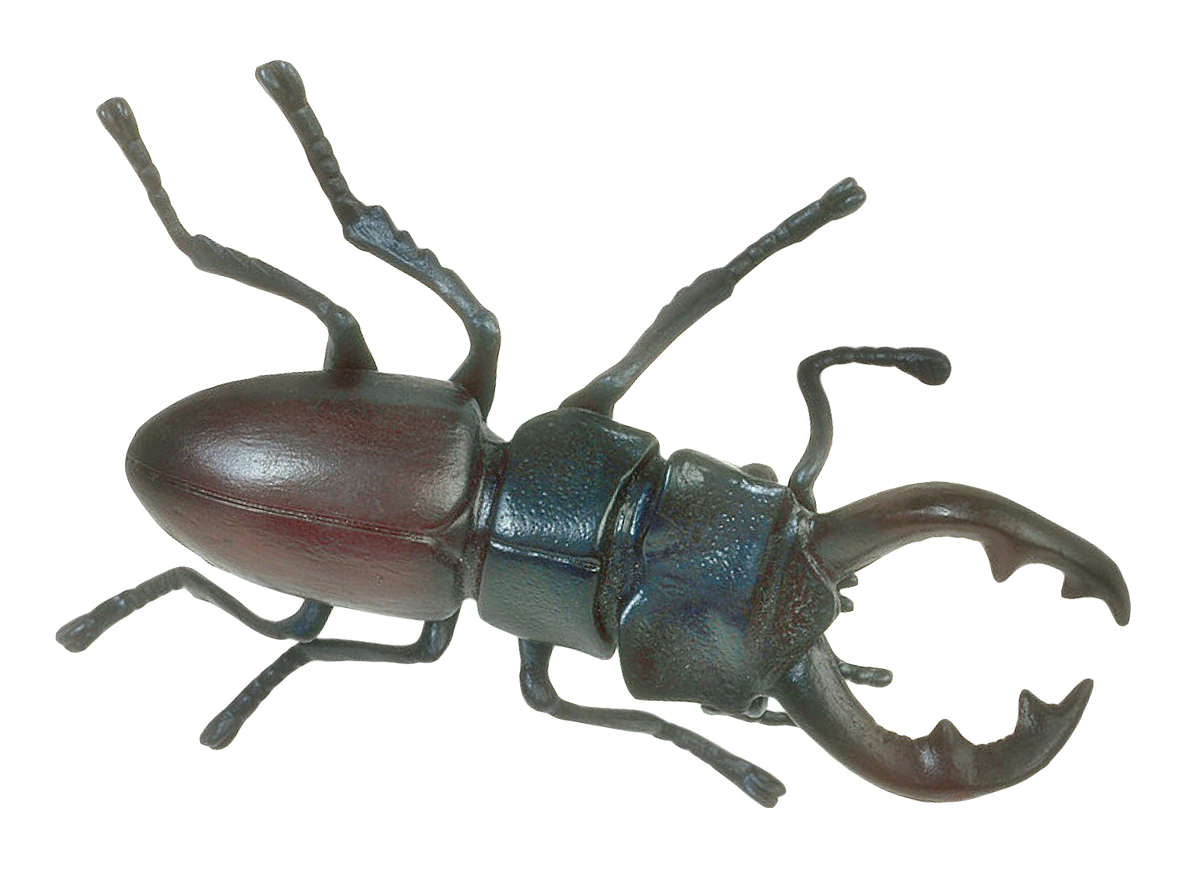 Stag Beetle Illustration