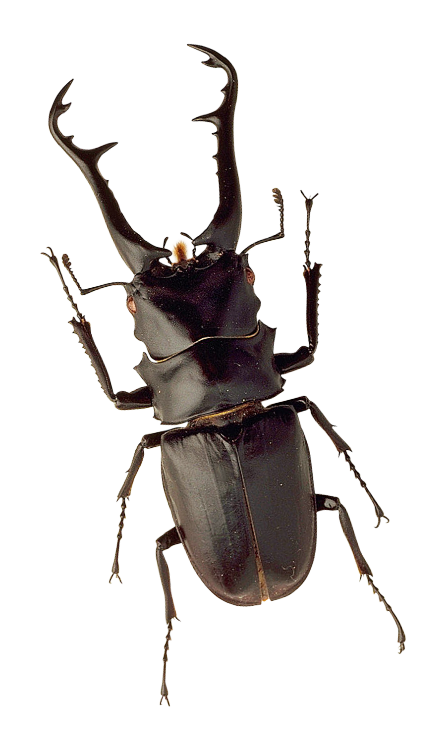 Stag Beetle Portrait