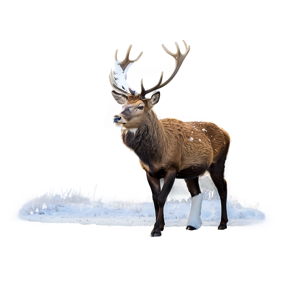 Stag In Snow Png Hok86