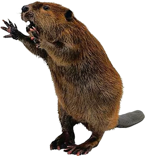 Standing Beaver Cutout.png