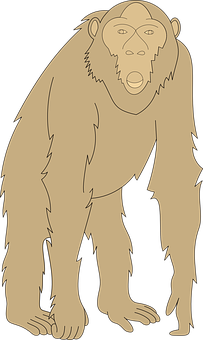 Standing Chimpanzee Illustration