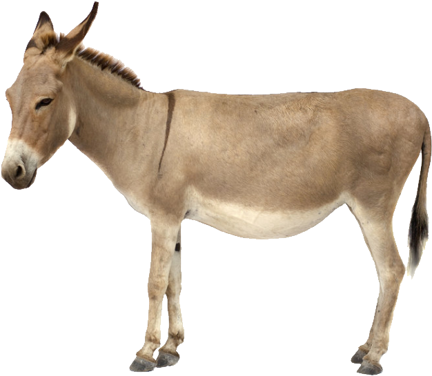 Standing Donkey Isolated Background.png