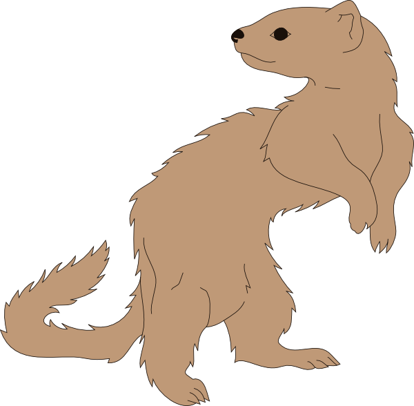 Standing Ferret Illustration