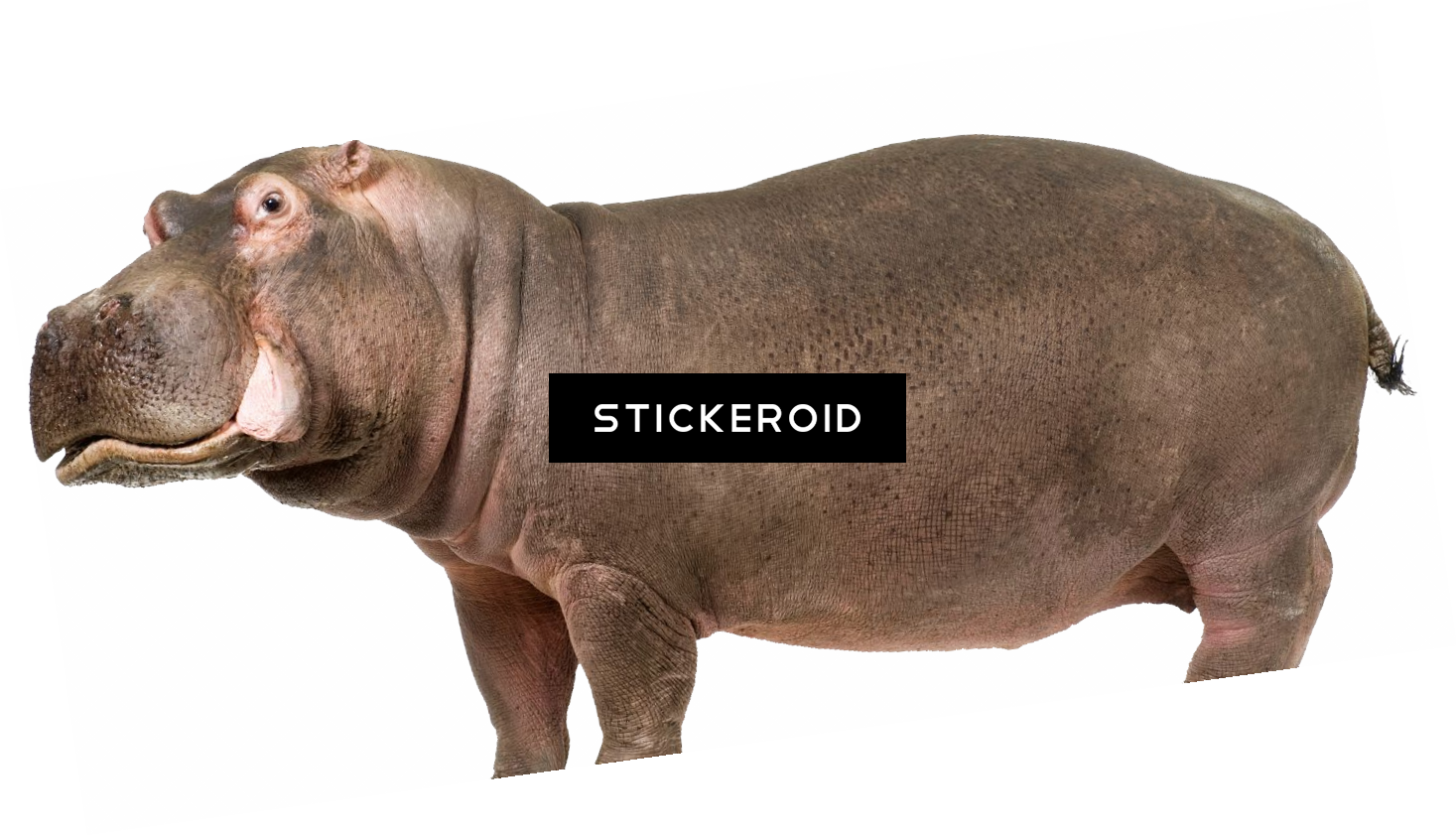 Standing Hippopotamus Cutout