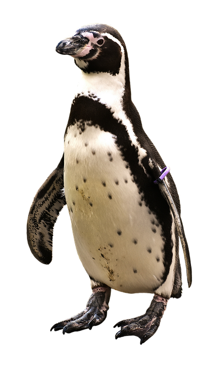 Standing Humboldt Penguin