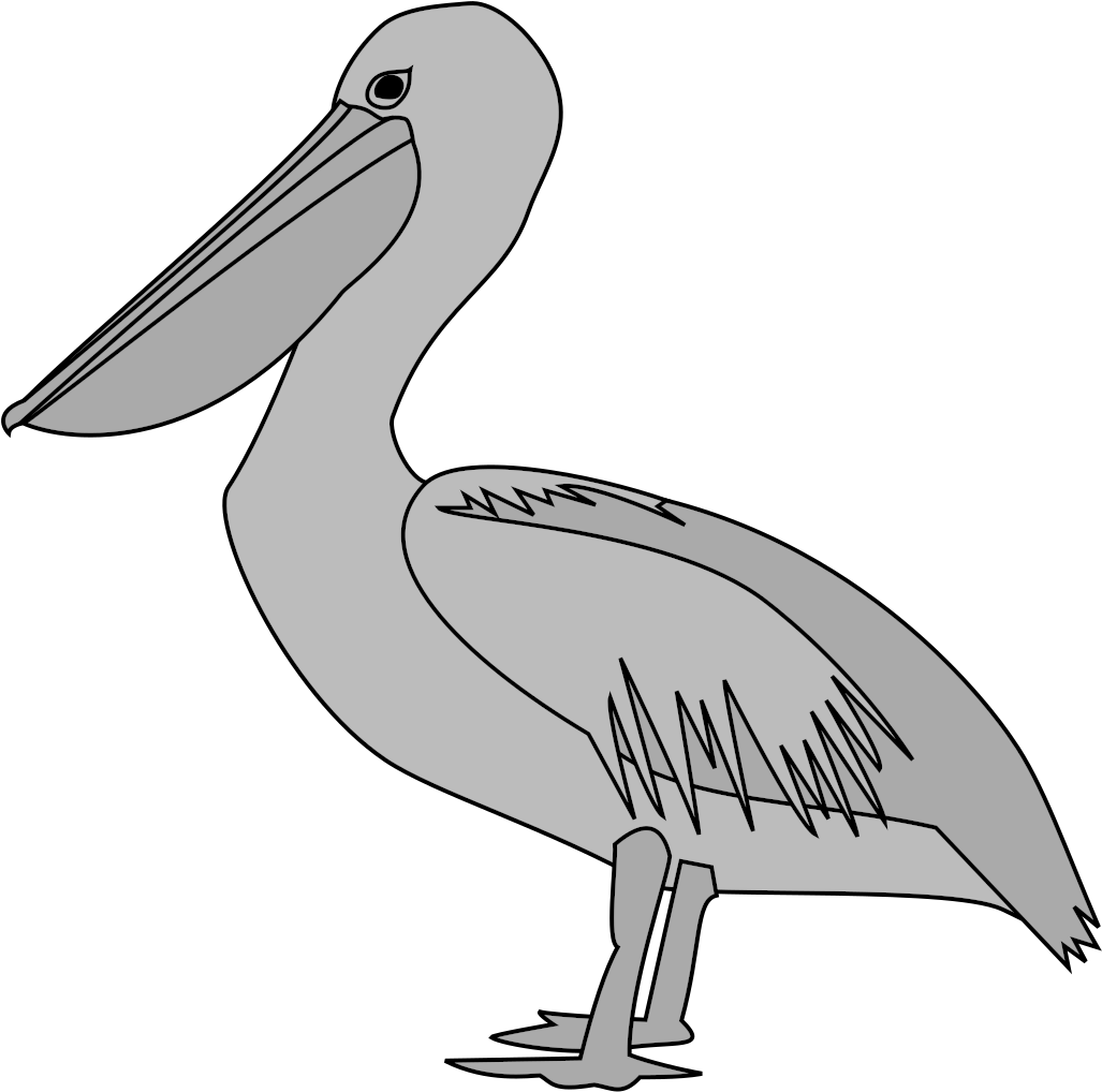 Standing Pelican Illustration.png