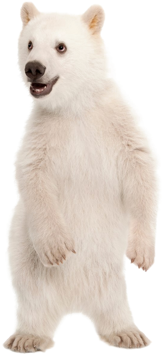 Standing Polar Bear Cub