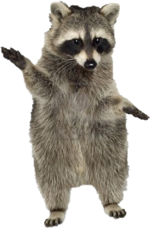 Standing Raccoon Gesture