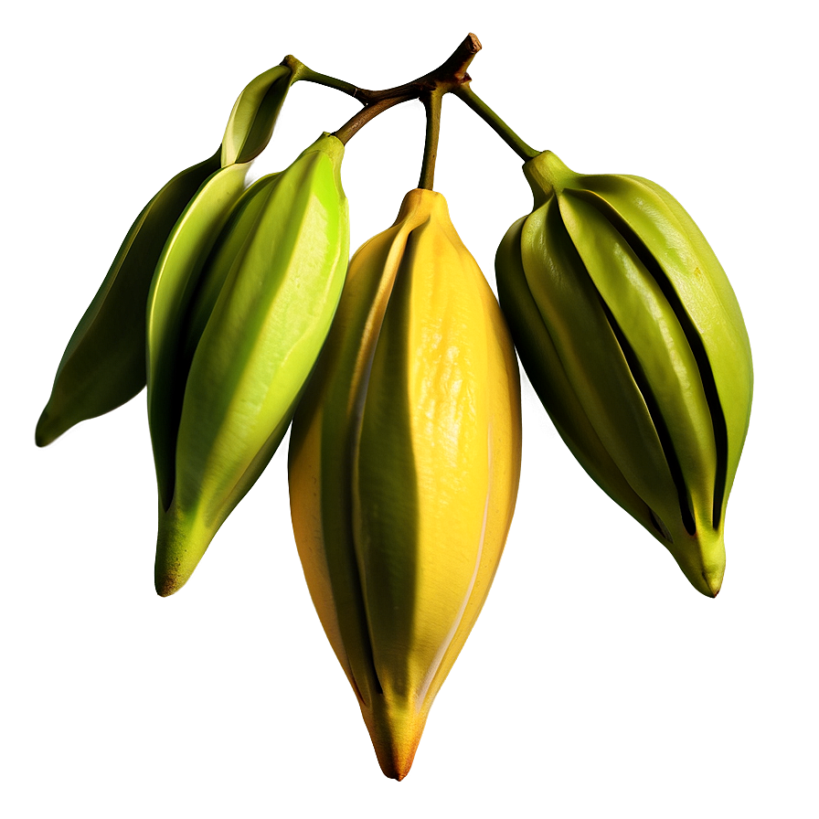 Star Fruit Illustration Png 06252024