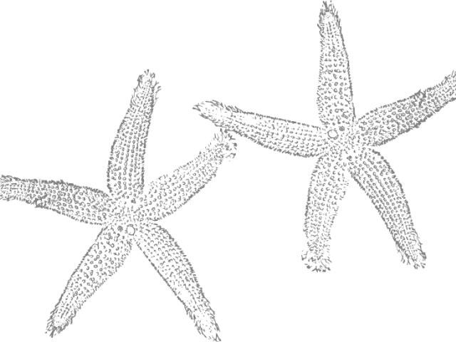 Starfish Duo Clipart Outline