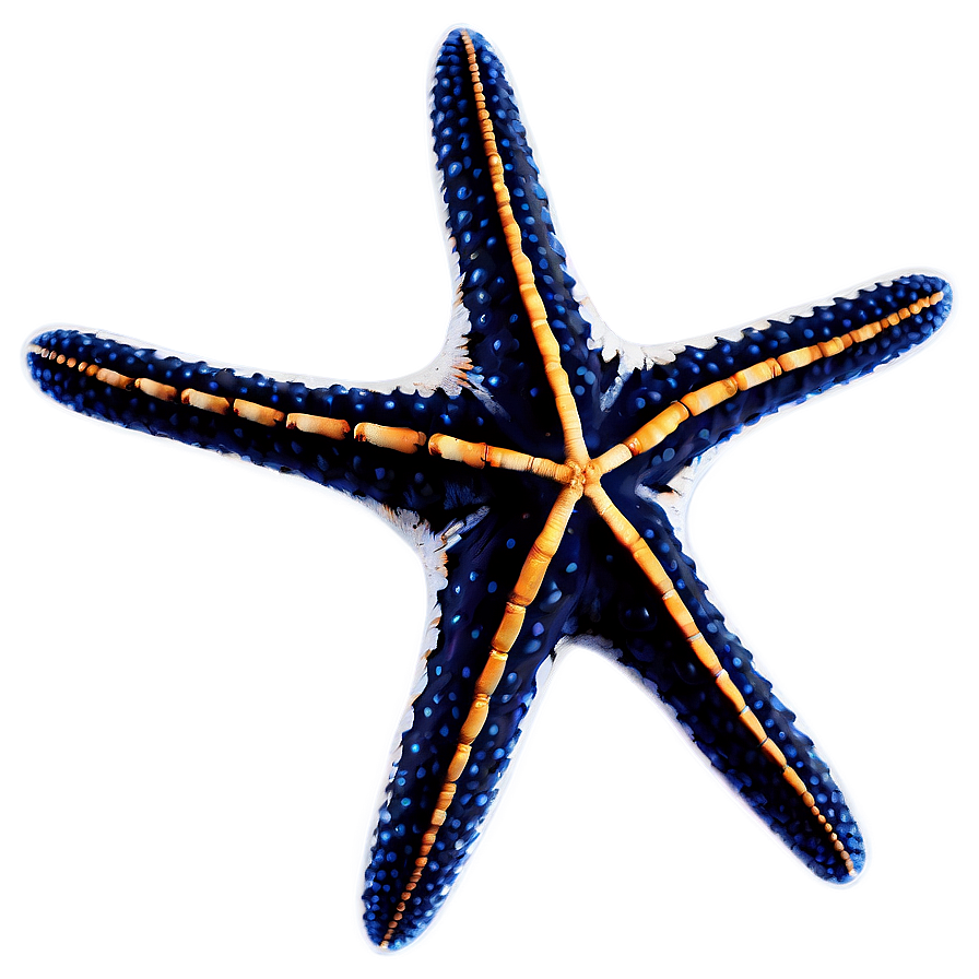 Starfish Fossil Image Png Aot