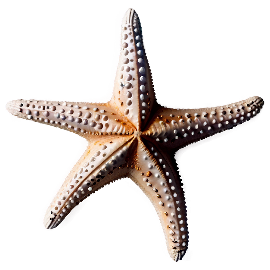 Starfish In Coastal Decor Png Uyv