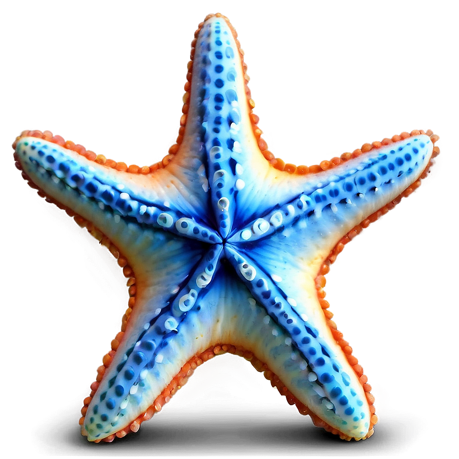 Starfish On Seaside Png 46