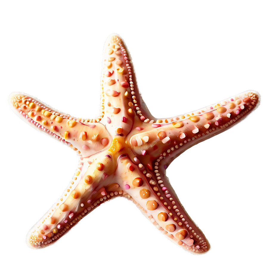 Starfish Outline Png 05242024