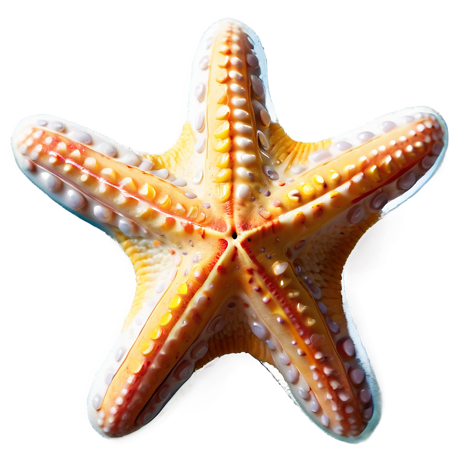 Starfish Png Byp84