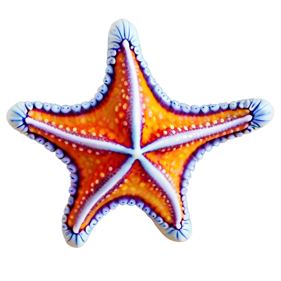 Starfish Png Vxi