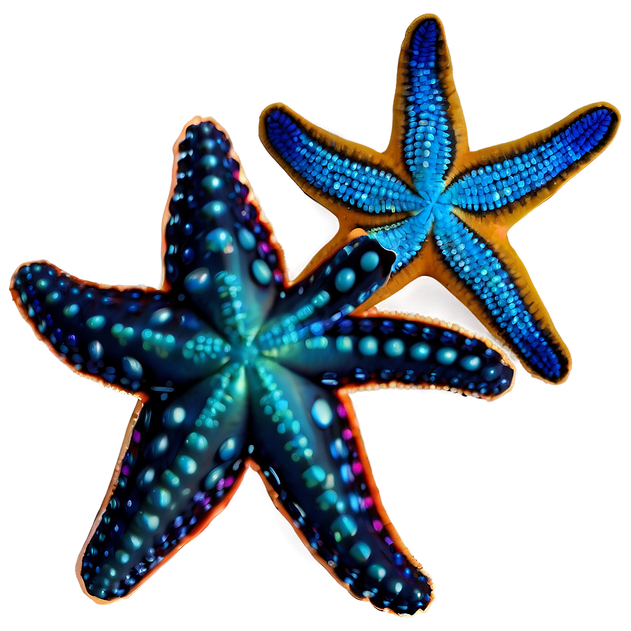 Starfish Silhouette Png 05242024